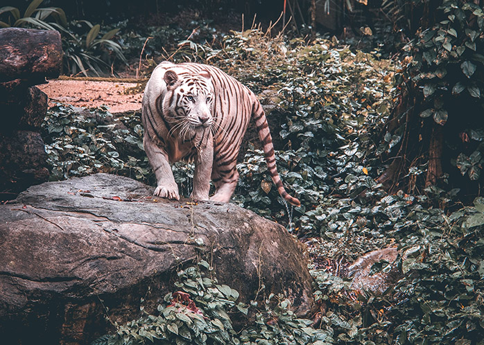 WiredTiger Encryption at Rest with 雷竞技下载官网Percona Server for MongoDB